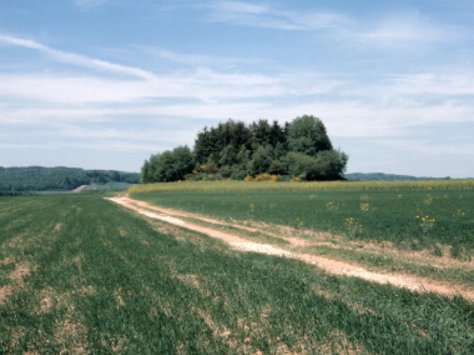 Ansicht des Fuchshügels zwischen Theley und Selbach